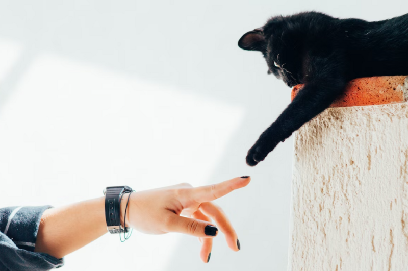 A college girl is doing pet care as a gig.