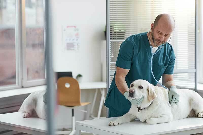 Veterinarians