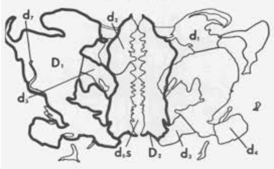 holtzman inkblot example